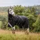 Horseware Amigo Super Bravo Plus 250 gram winterdeken